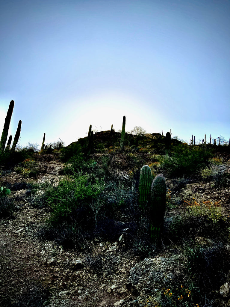5 things to do in Tucsan Arizona
